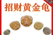 温室龟与外塘龟的区分方法（如何分辨温室龟和外塘龟？）