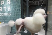 贵宾犬的毛变硬需要多长时间？（贵宾犬毛质变硬的关键因素是什么？）