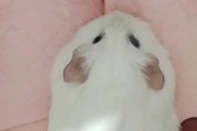 银狐仓鼠的正确饲养方法（宠物银狐仓鼠的健康成长与幸福生活）