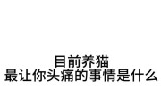 养猫的坏处和问题（为什么养猫可能不是一个好主意）
