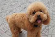 泰迪为什么耳朵没毛的原因（探究泰迪犬耳朵无毛的遗传和生理因素）