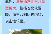 探索乌龟世界的奥秘（揭开乌龟的神秘面纱——认识这个慢悠悠的生物）