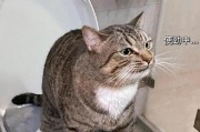 为什么猫不喜欢人亲？（探索猫咪内心世界，解密它们的行为习惯）