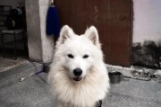 萨摩犬如何正确摄取钙片？（萨摩犬钙片摄取的时间、方法和注意事项）