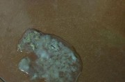 泰迪7个月了，饮食与呕吐问题解析（探讨泰迪狗狗在7个月龄阶段的饮食习惯和呕吐问题及其原因）
