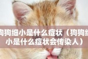如何识别狗狗细小？（掌握这些症状，及时预防！）