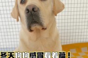 提升狗狗免疫力的关键饮食建议（狗狗免疫力低下时要注意的饮食和补充物）