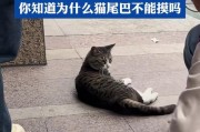 小心！这些猫咪部位不宜随便摸！（探寻猫咪敏感部位，避免触碰禁区）