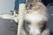 揭秘小猫咪老吐白沫的原因（探究背后的健康隐患）
