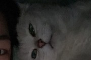 折耳猫的饮食习惯揭秘（了解折耳猫的饮食需求，让您的宠物更健康）