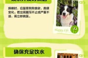 狗狗的饮食要求与换新粮的频率（科学养狗从饲料开始，掌握换新粮的关键）