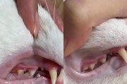 如何帮助有牙结石的猫咪刷牙？（了解为什么刷牙对猫咪重要，以及如何成功刷牙。）