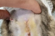 猫咪结扎后的恢复过程（了解猫咪结扎手术后的护理和恢复时间）