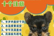 狗狗生肉饮食指南（养宠人必看！狗狗生肉饮食的注意事项与禁忌）