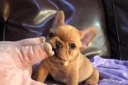 以法牛犬之多彩外貌（探寻以法牛犬外貌多样性及色彩特征的奥秘）