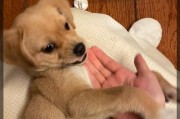 与狗狗一起玩的游戏（让狗狗开心的游戏有哪些，如何与狗狗建立更紧密的关系？）