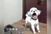 如何让独自在家的狗狗感到安心（4种办法让独自在家的狗狗克服孤独感）
