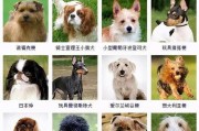 如何正确饲养艾分杜宾犬？（艾分杜宾犬的喂养、训练、护理、医疗和精神健康）