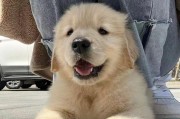 金毛宝贝（寻找与金毛犬最佳匹配的名字，让你的宠物与众不同）