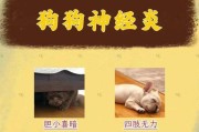 狗狗生病的常见症状及处理方法（了解狗狗生病的早期征兆，保护你的宠物健康）