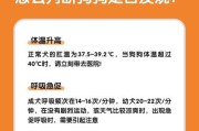 小狗高烧急救必备药品推荐（为你的小狗选择最有效的退烧药）