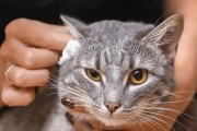 小猫挠东西的原因与解决方法（了解小猫的挠痒行为，从源头解决问题）