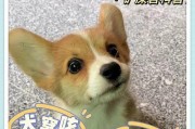 揭秘狗狗叫声的含义（从嗥叫到吠叫，了解你的狗狗在说什么）
