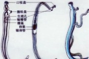 揭秘人体寄生虫之谜（探索肚子里寄生虫的由来及预防方法）