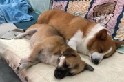 宠物狗狗睡觉的问题（狗狗睡觉的习惯、安睡的环境、如何帮助宠物狗狗入睡）