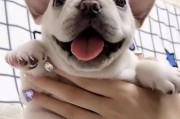 斗牛犬的理想狗粮选择（探索斗牛犬的饮食需求，解析最适合它们的狗粮）