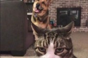 猫为何要抓狗？（探究猫狗间的猫鼠关系）