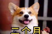 小狗的健康与药物治疗（选择合适的药物是保护小狗健康的关键）