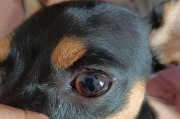 狗狗眼里的血丝（辨识、原因、治疗与预防方法一览）