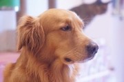 小狗慢慢死去的原因（探讨小狗因何原因逐渐走向死亡）