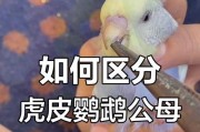 如何快速分辨虎皮鹦鹉的性别？（4个方面教你轻松判断虎皮鹦鹉的公母！）