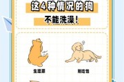 小狗打完针后多久可以洗澡？（小狗洗澡前后的注意事项和时间规定）