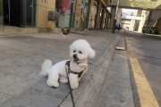 比熊如何凭借嗅觉定位？（揭秘比熊准确定位的奥秘）