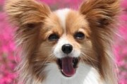 探寻蝴蝶犬的迷人之处（小巧可爱的宠物伴侣——蝴蝶犬）