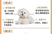 比熊毛发变黄的原因和解决方法（揭秘比熊毛发黄的根源与有效护理方法）