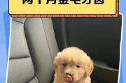 金毛犬两个月体检指南（确保你的金毛健康成长，这些体检项目不能错过！）