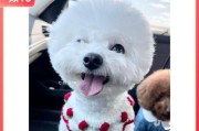 揭秘狗狗卖萌的源头（萌态可控！为你的爱犬带回清澈明亮的双眸）