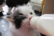 猫咪能吃鸡蛋吗？（以鸡蛋磕猫咪_鸡蛋黄猫咪可以吃吗）