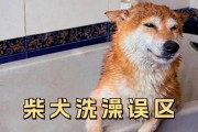 如何恰当的给小狗洗澡（小狗洗澡的最佳时间和技巧）