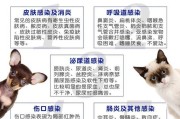 贵宾狗咳嗽的治疗方法与药物选择（帮助贵宾狗缓解咳嗽的有效药物及注意事项）