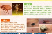 狗身上为什么会有蜱虫？（探索蜱虫寄生在狗身上的原因与影响）