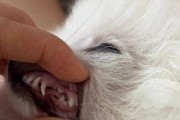 以3个月的博美喂什么啊？（营养均衡的饮食计划为宠物狗健康成长）