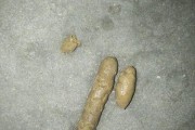 揭秘狗狗流鼻涕的原因（狗狗鼻涕流个不停？这可能是因为...）