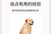 养拉布拉多需注意的要点（打造幸福家庭的必备指南）