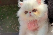 如何给女小猫取一个好听的名字（探索优美猫名的奥秘）