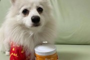 冬季狗狗养护指南（为您的宠物犬度过健康舒适的冬天）